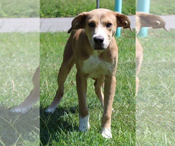 Medium Photo #2 Retriever -Unknown Mix Puppy For Sale in Prattville, AL, USA