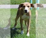 Small #1 Retriever  Mix