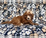 Small #6 Cockapoo (Miniature)