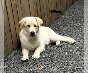 German Shepherd Dog Puppy for sale in SEBASTIAN, FL, USA