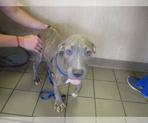 American Pit Bull Terrier-Unknown Mix Dogs for adoption in Ocala, FL, USA