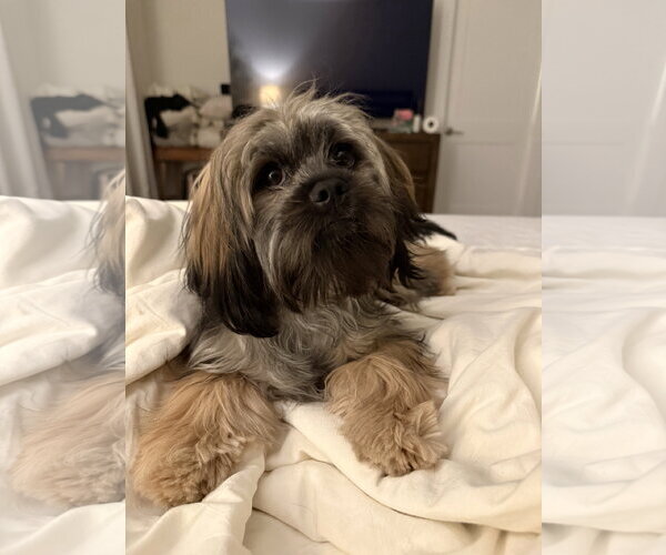 Medium Photo #2 Shih Tzu Puppy For Sale in Arlington, VA, USA
