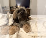 Small #1 Shih Tzu