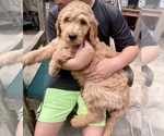 Small Photo #12 Goldendoodle Puppy For Sale in MAGNOLIA, TX, USA