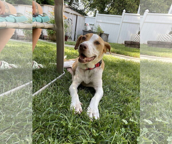 Medium Photo #16 Labrador Retriever-Unknown Mix Puppy For Sale in Derwood, MD, USA