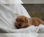 Small #6 Labrador Retriever