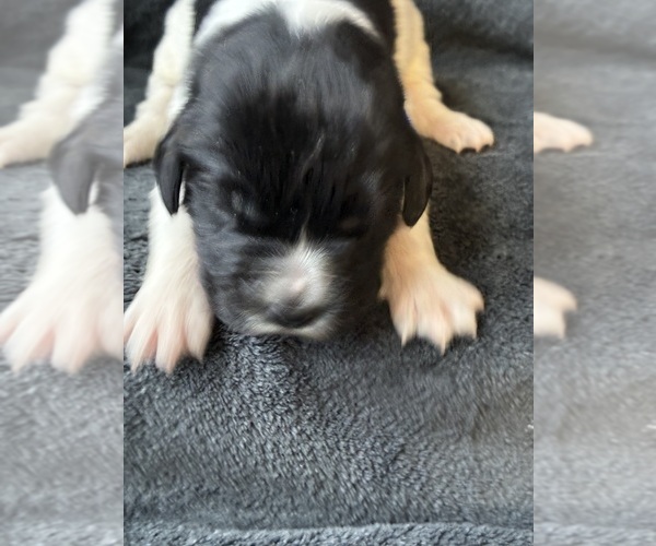 Medium Photo #2 Newfoundland Puppy For Sale in SAXTONS RIVER, VT, USA