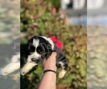 Puppy Pluto Cocker Spaniel