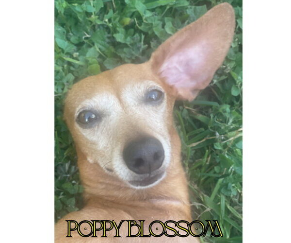 Medium Photo #6 Dachshund Puppy For Sale in San Antonio, TX, USA