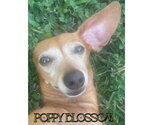 Small #5 Dachshund
