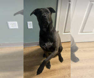 Labrador Retriever-Unknown Mix Dogs for adoption in Anchorage, AK, USA