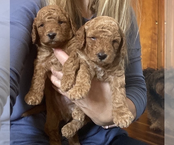 Medium Photo #5 Aussiedoodle Puppy For Sale in DEFIANCE, OH, USA