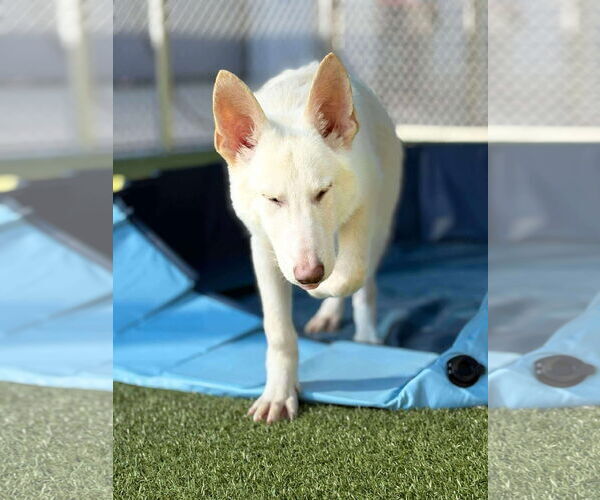 Medium Photo #11 Mutt Puppy For Sale in Woodbury, NY, USA