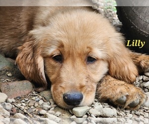 Golden Retriever Puppy for sale in WILLIAMSON, WV, USA