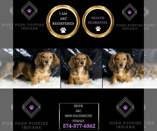 Medium Photo #2 Dachshund Puppy For Sale in WARSAW, IN, USA