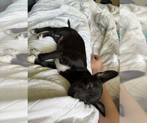 Medium Photo #4 Chihuahua-Unknown Mix Puppy For Sale in Evansville, IN, USA