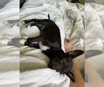 Small #3 Chihuahua Mix