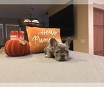 Small #10 French Bulldog