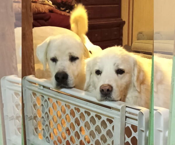 Medium Photo #4 - Mix Puppy For Sale in Bountiful, UT, USA