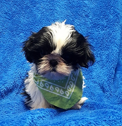 Medium Photo #16 Shih Tzu Puppy For Sale in BUFFALO, MO, USA