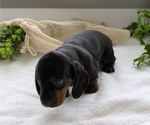 Small #7 Dachshund