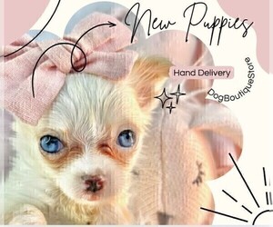 Chihuahua Puppy for sale in LEWISVILLE, TX, USA