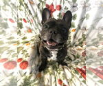 Small #2 Faux Frenchbo Bulldog