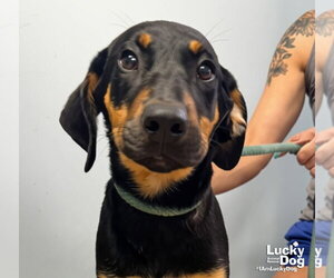 Mutt Dogs for adoption in Washington, DC, USA