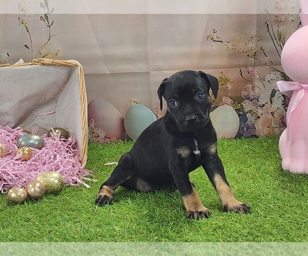 Medium Photo #9 Catahoula Leopard Dog Puppy For Sale in CUMBY, TX, USA