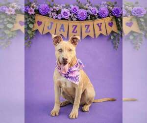 American Pit Bull Terrier-Unknown Mix Dogs for adoption in Shillington, PA, USA