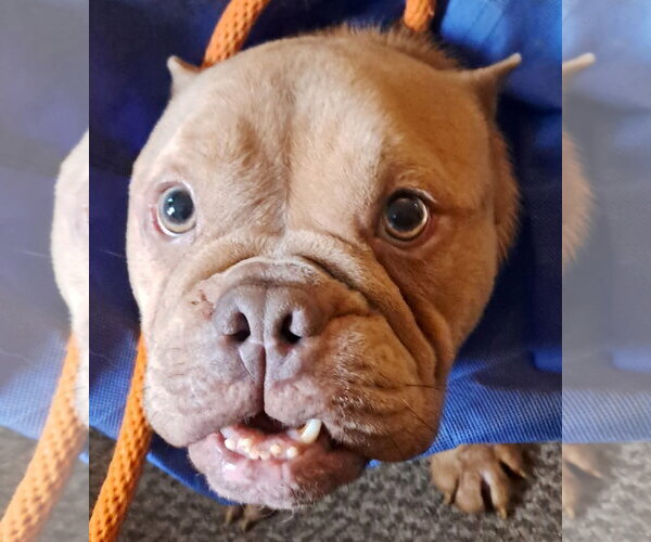 Medium Photo #4 Bullypit Puppy For Sale in Harrisburg, PA, USA