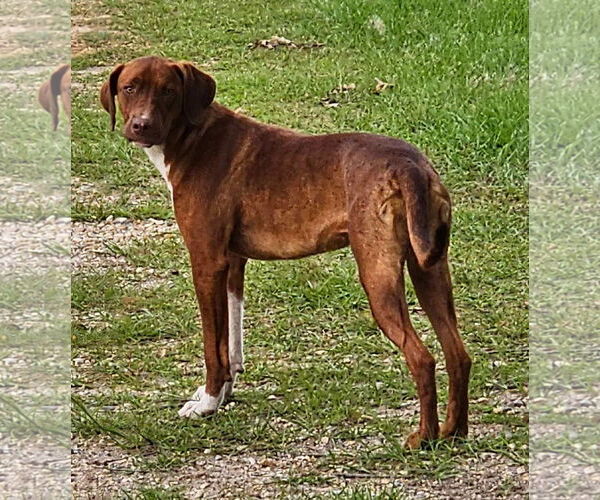 Medium Photo #4 Mutt Puppy For Sale in Farmerville, LA, USA