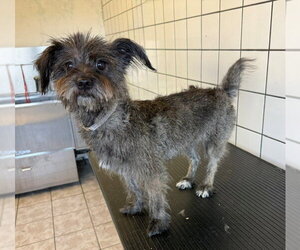 Mutt Dogs for adoption in Downey, CA, USA
