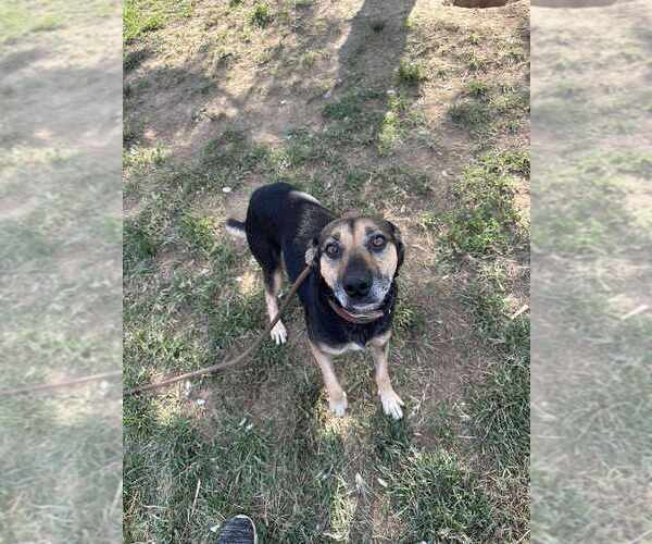 Medium Photo #8 Beagle-Unknown Mix Puppy For Sale in Evansville, IN, USA