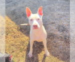 Small #4 American Pit Bull Terrier Mix
