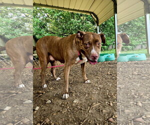 Hannah - Female American Staffordshire Terrier-Unknown Mix Dog for Adoption - Photo #3