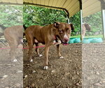 Small Photo #3 American Staffordshire Terrier-Unknown Mix Puppy For Sale in Jackson, MS, USA