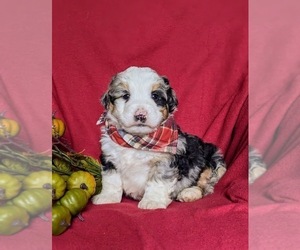 Bernedoodle (Miniature) Puppy for sale in COCHRANVILLE, PA, USA