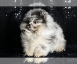 Small #6 Pomeranian