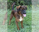 Small #1 Retriever  Mix