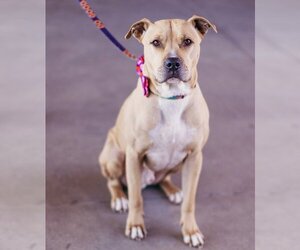 American Pit Bull Terrier-Unknown Mix Dogs for adoption in OKLAHOMA CITY, OK, USA