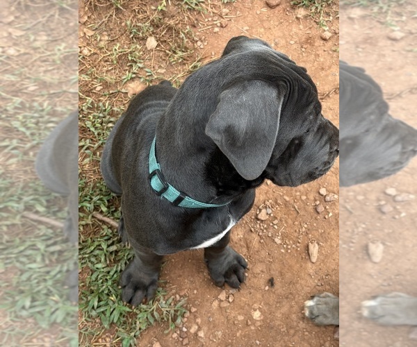 Medium Photo #10 Cane Corso Puppy For Sale in ROCKMART, GA, USA
