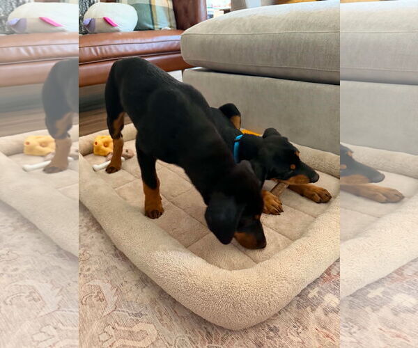 Medium Photo #7 Doberman Pinscher Puppy For Sale in Buffalo, MN, USA