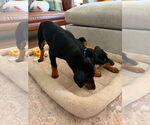 Small #6 Doberman Pinscher
