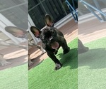 Small Photo #5 English Bulldog-French Bulldog Mix Puppy For Sale in NEW CASTLE, DE, USA