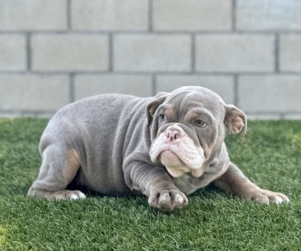 Medium Photo #5 English Bulldog Puppy For Sale in ANAHEIM, CA, USA