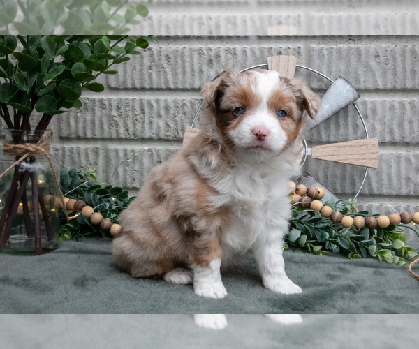 Medium Photo #12 Miniature Australian Shepherd Puppy For Sale in BALTIC, OH, USA