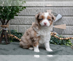 Small Photo #12 Miniature Australian Shepherd Puppy For Sale in BALTIC, OH, USA