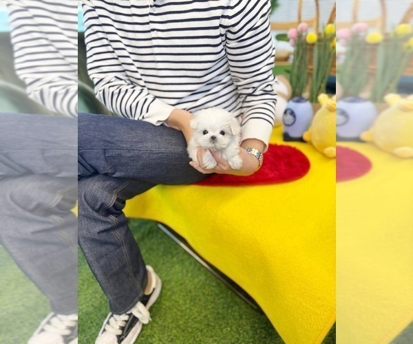 Medium Photo #4 Maltese Puppy For Sale in CLERMONT, FL, USA