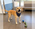Small #2 Labrador Retriever-Rhodesian Ridgeback Mix
